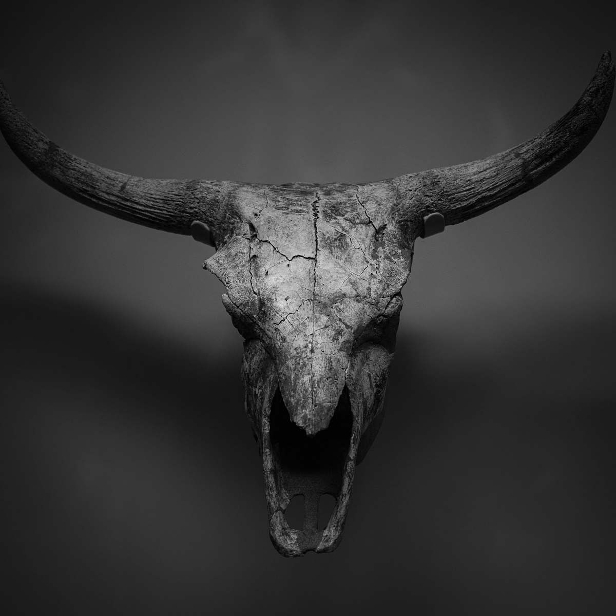 animal white cattle skull cattle