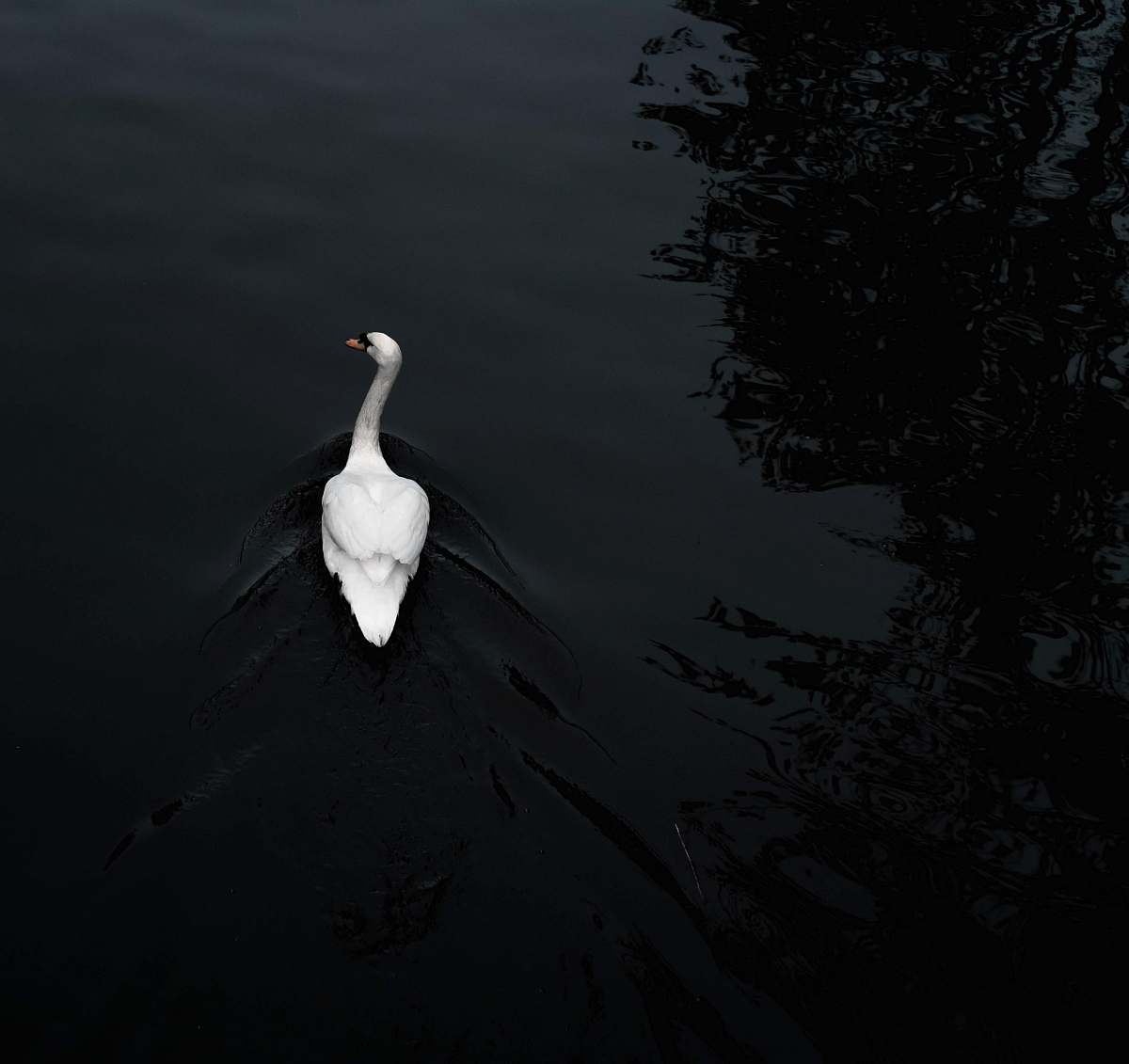 animal white duck on body of water bird