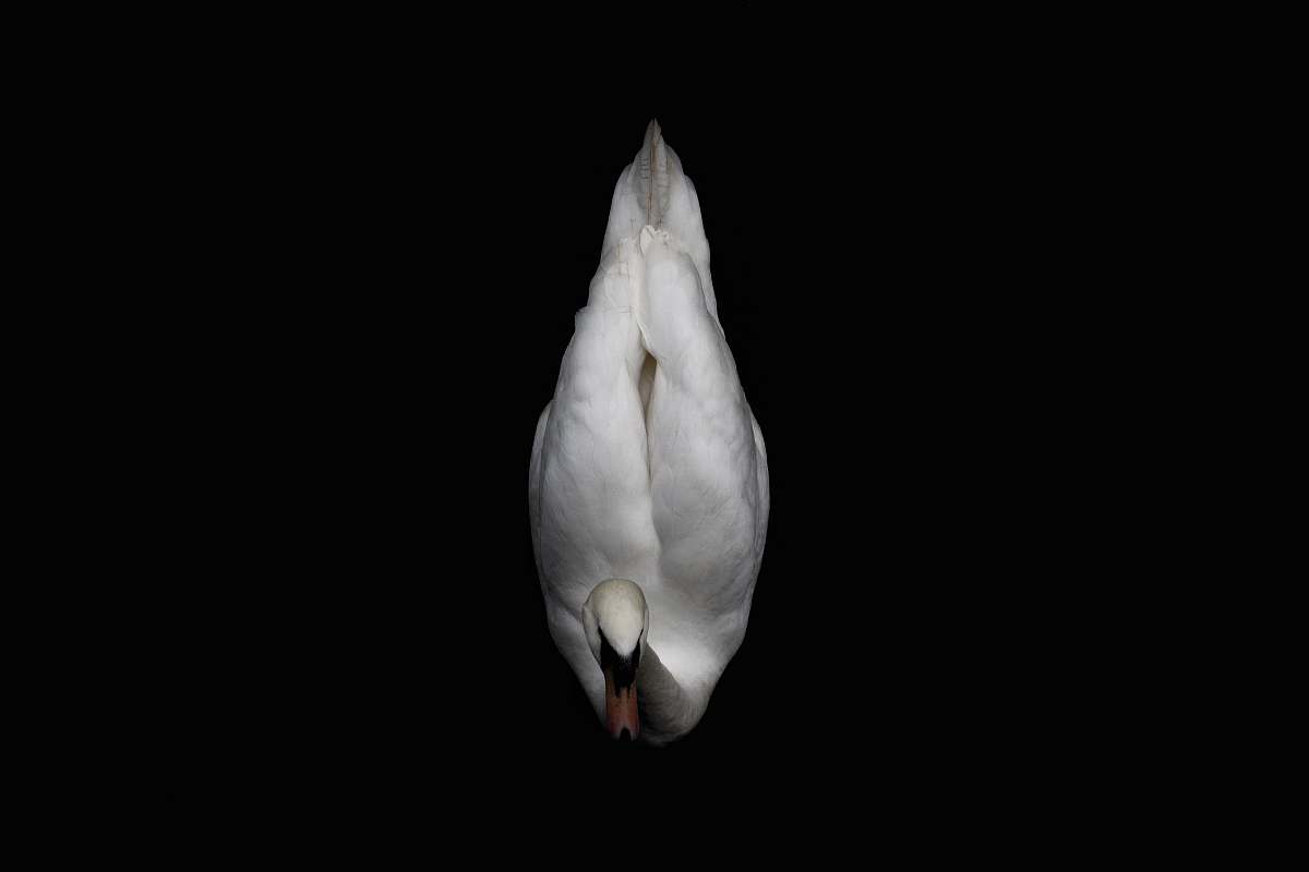 grey white duck with black background amsterdam