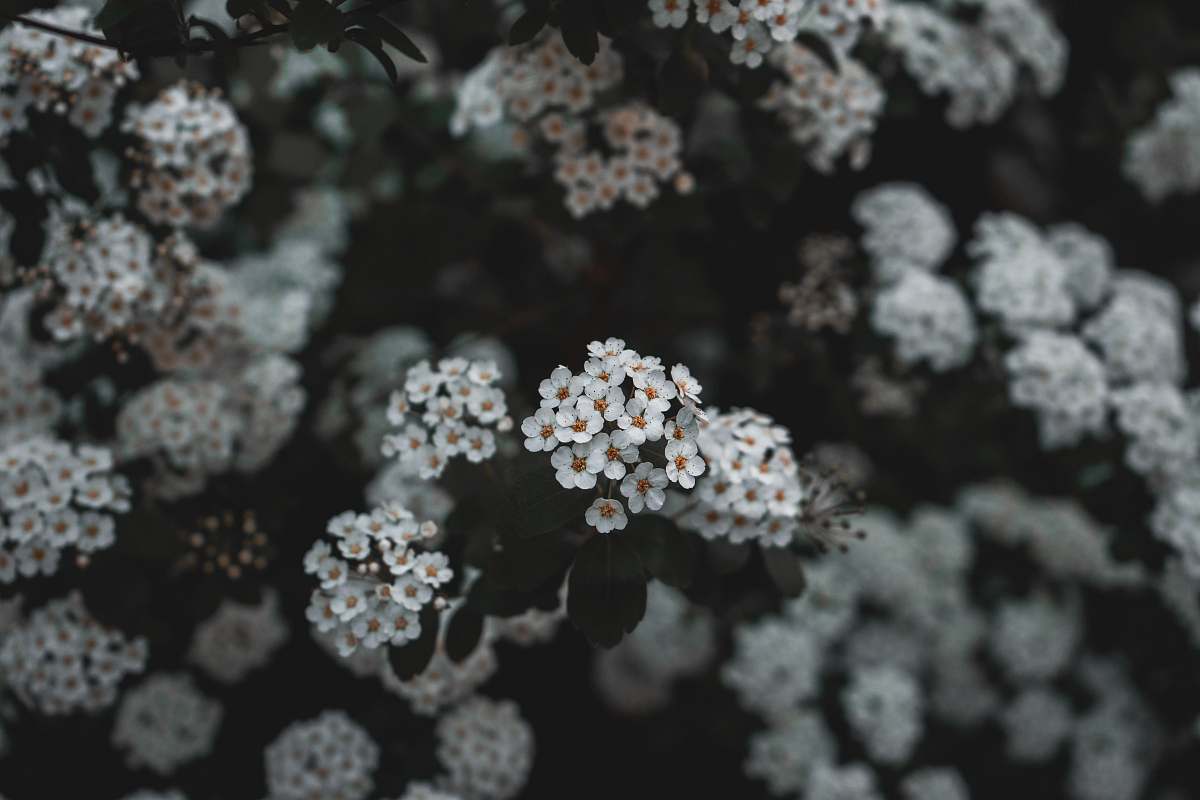 plant white flowered plant flower