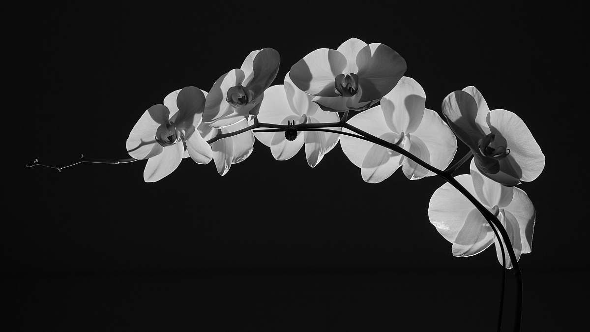 flower white flowers orchid