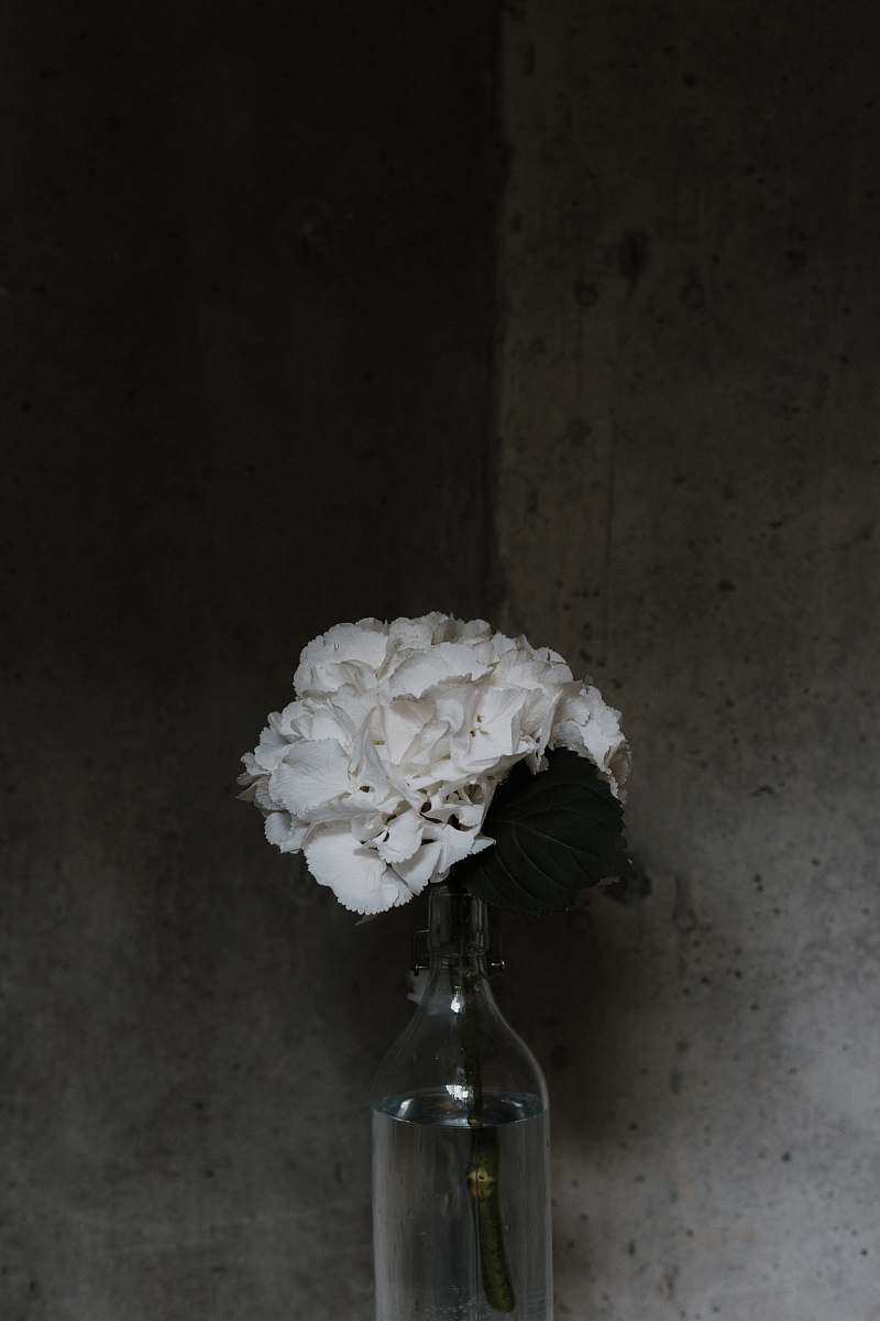 grey white flowers in clear glass bottle bottle