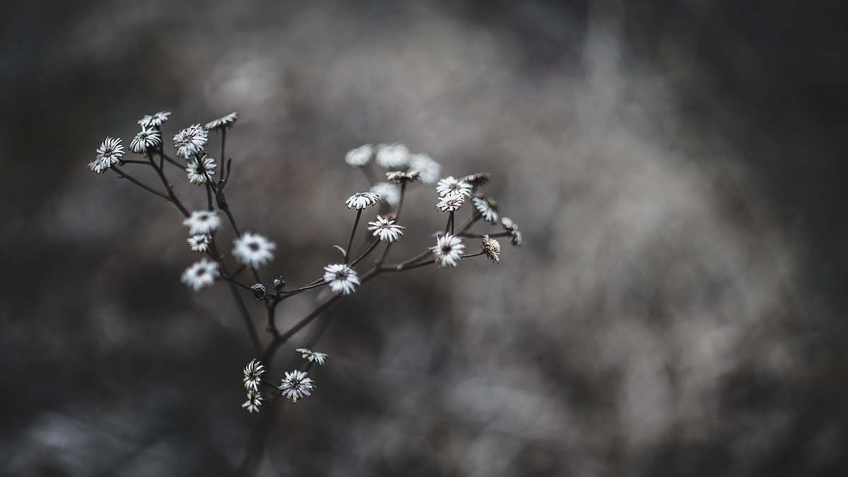 grey white flowers in macro shot flower