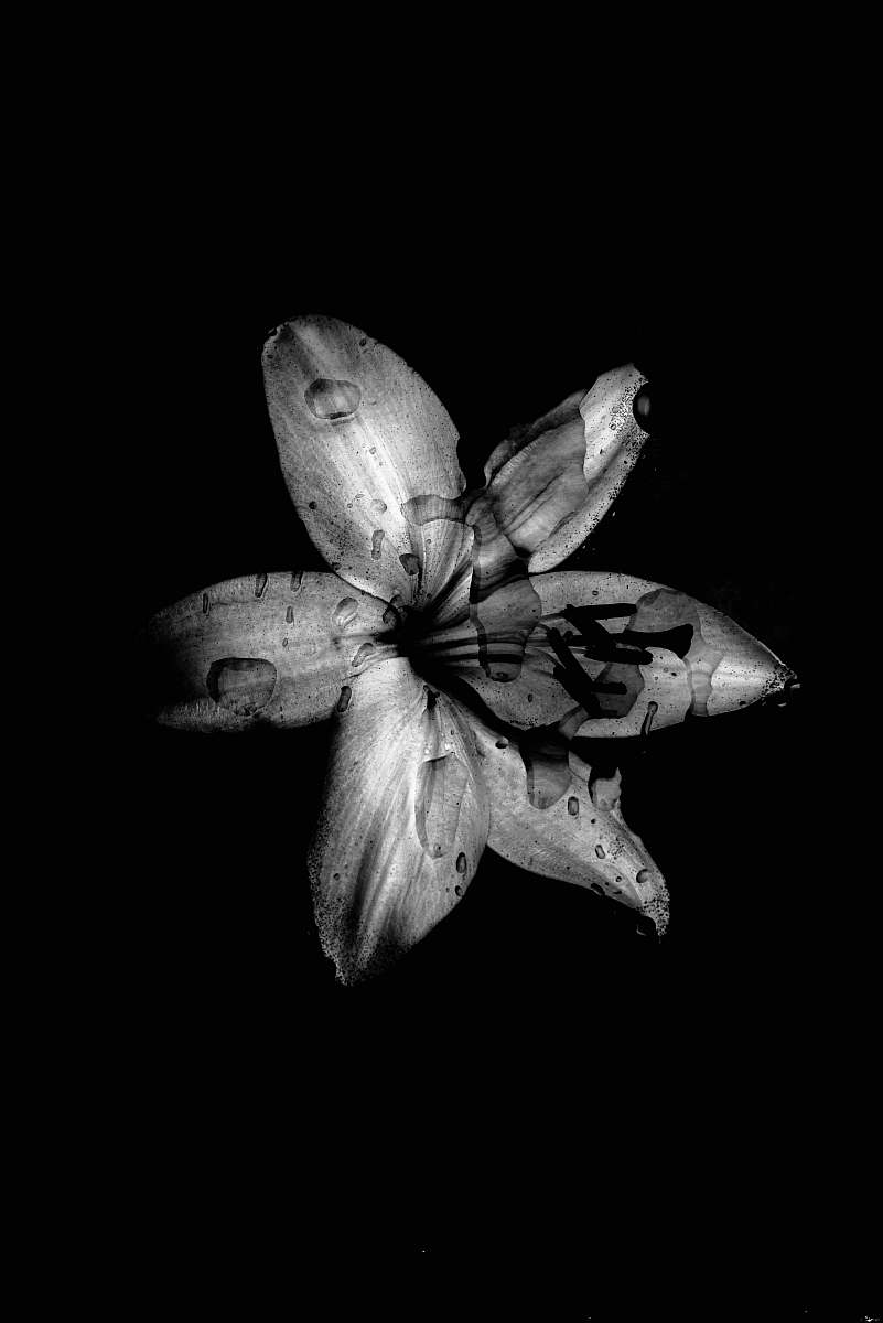 plant white lily flower leaf