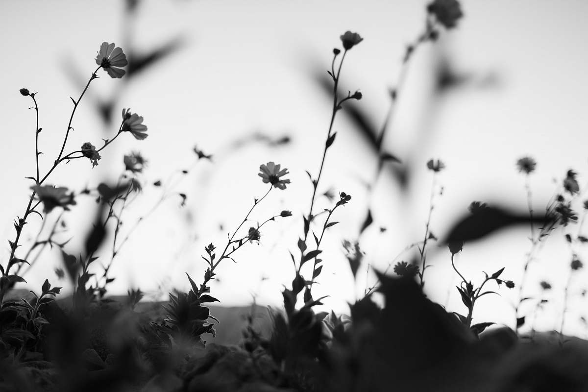 plant white petaled flowers blooming during daytime death valley
