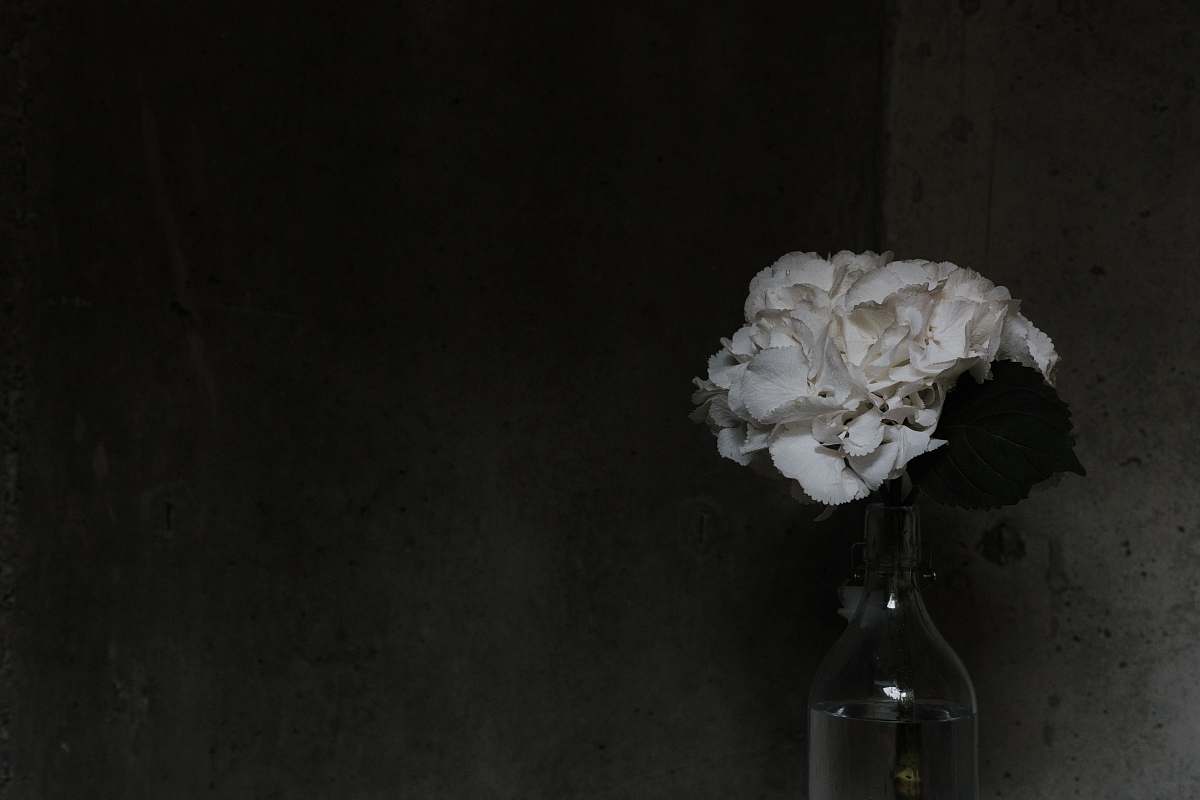 bottle white petaled flowers on clear glass vase flower