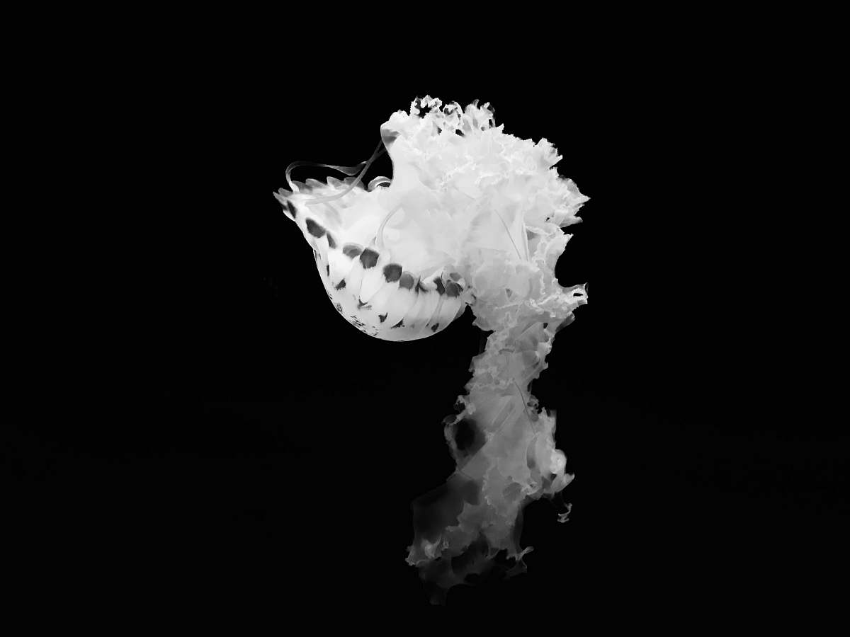 grey white smoke on black background sea life