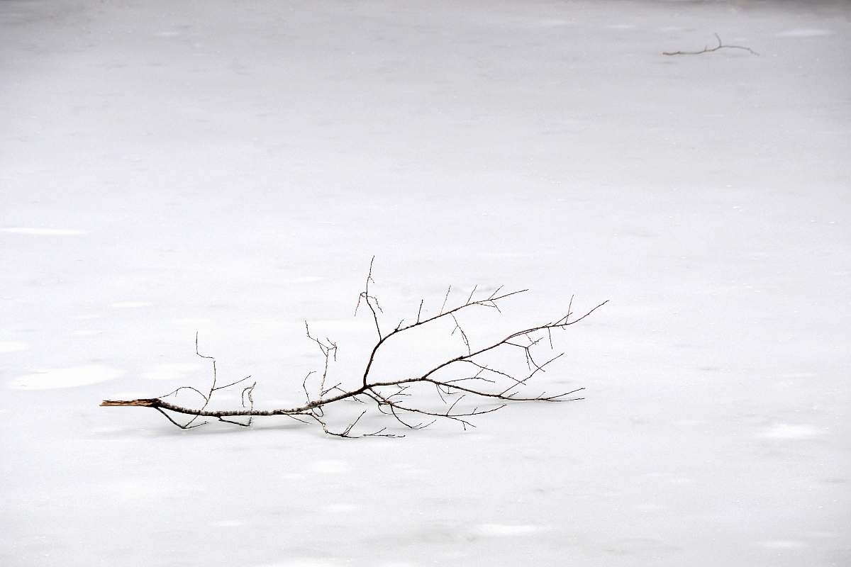 white withered tree branch on snow snow