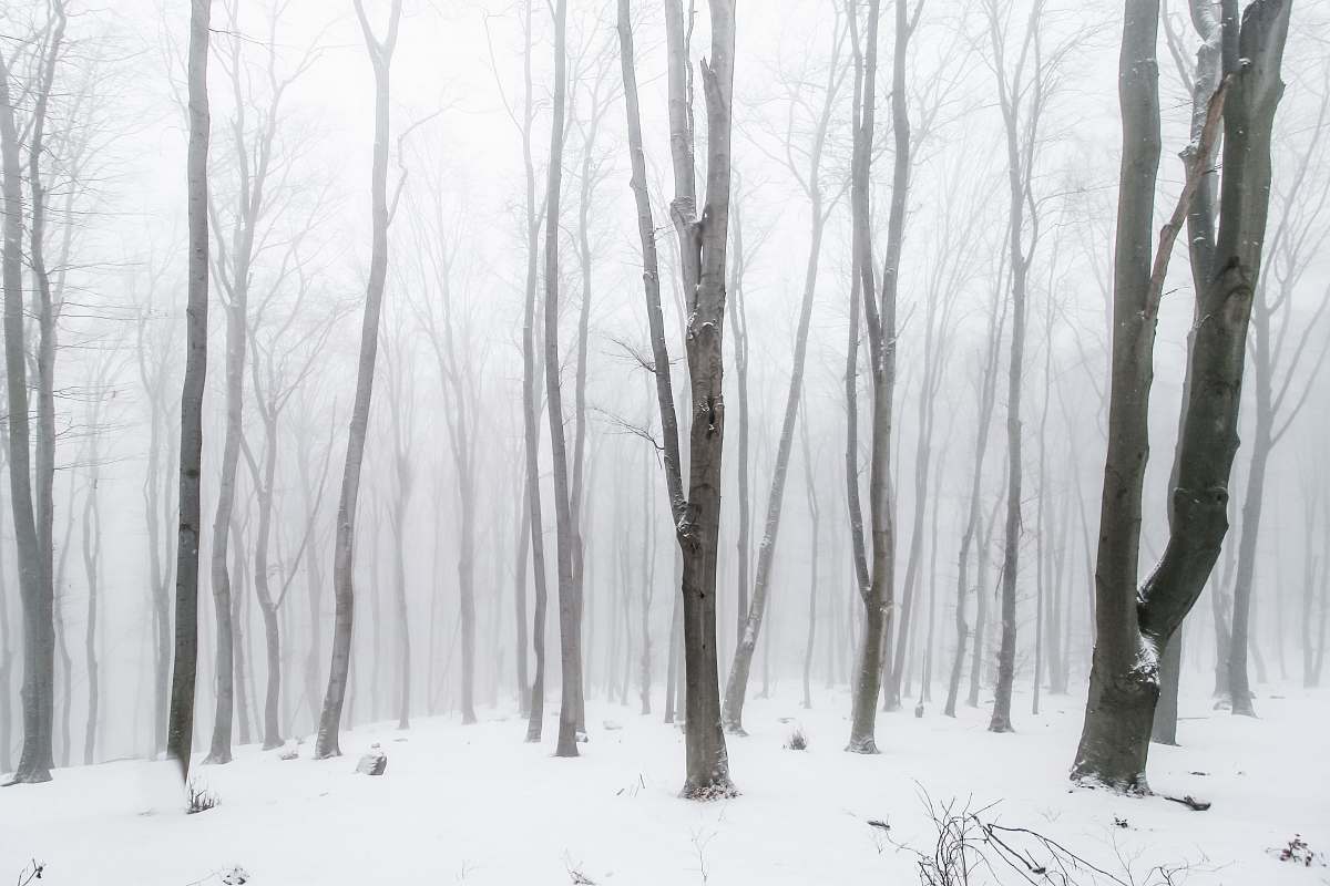 grey withered tree covered in snow nature