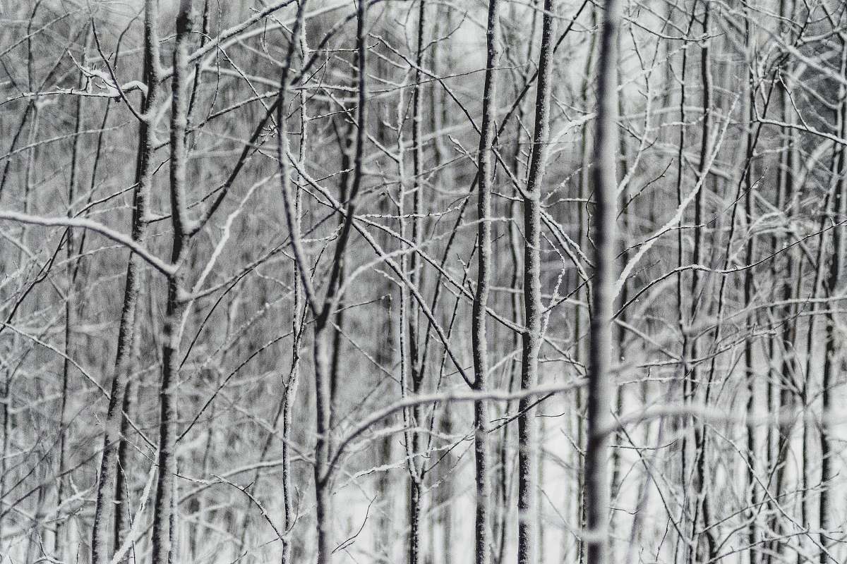 tree withered tree grayscale photography forest