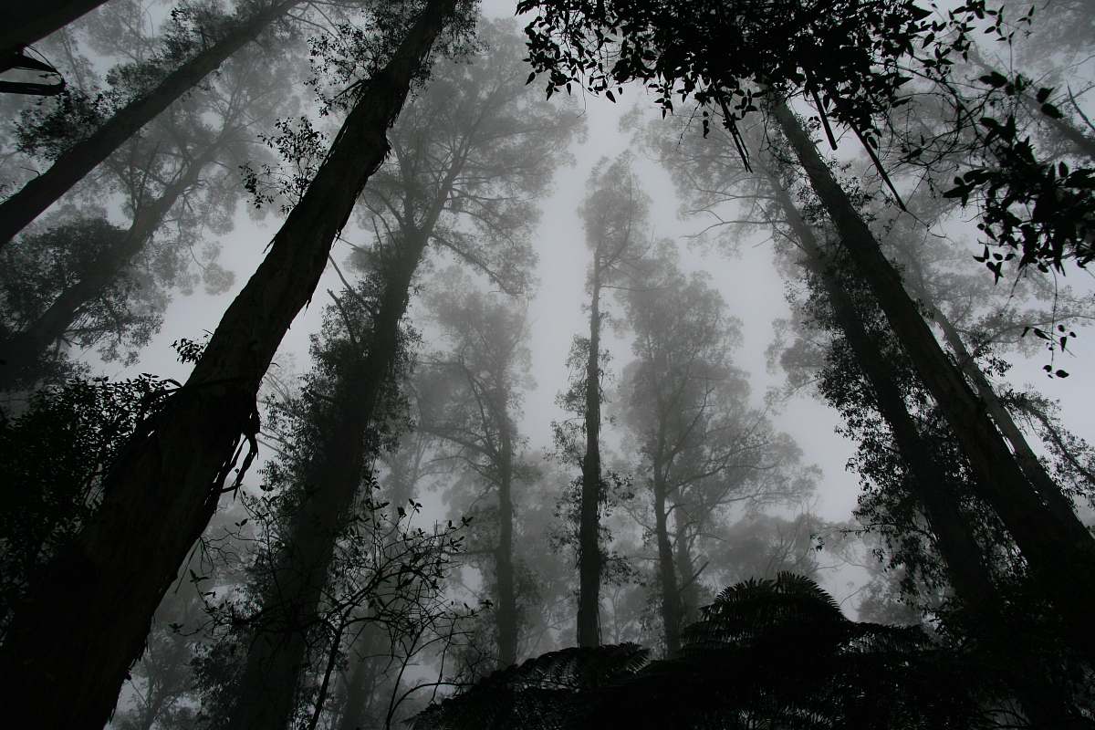 nature worms eye view of fog covered forest forest