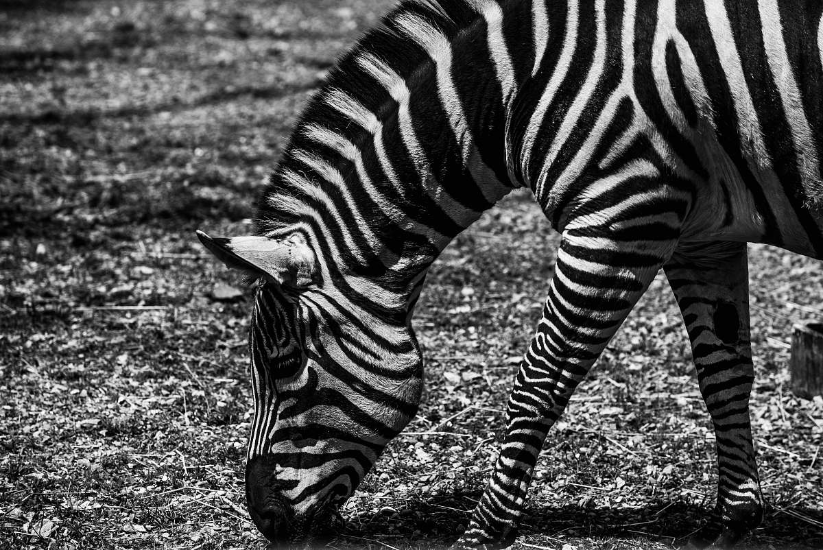 zebra zebra eating grasses animal