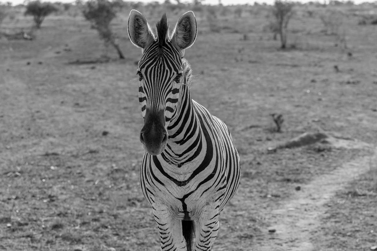 zebra zebra standing near tree animal