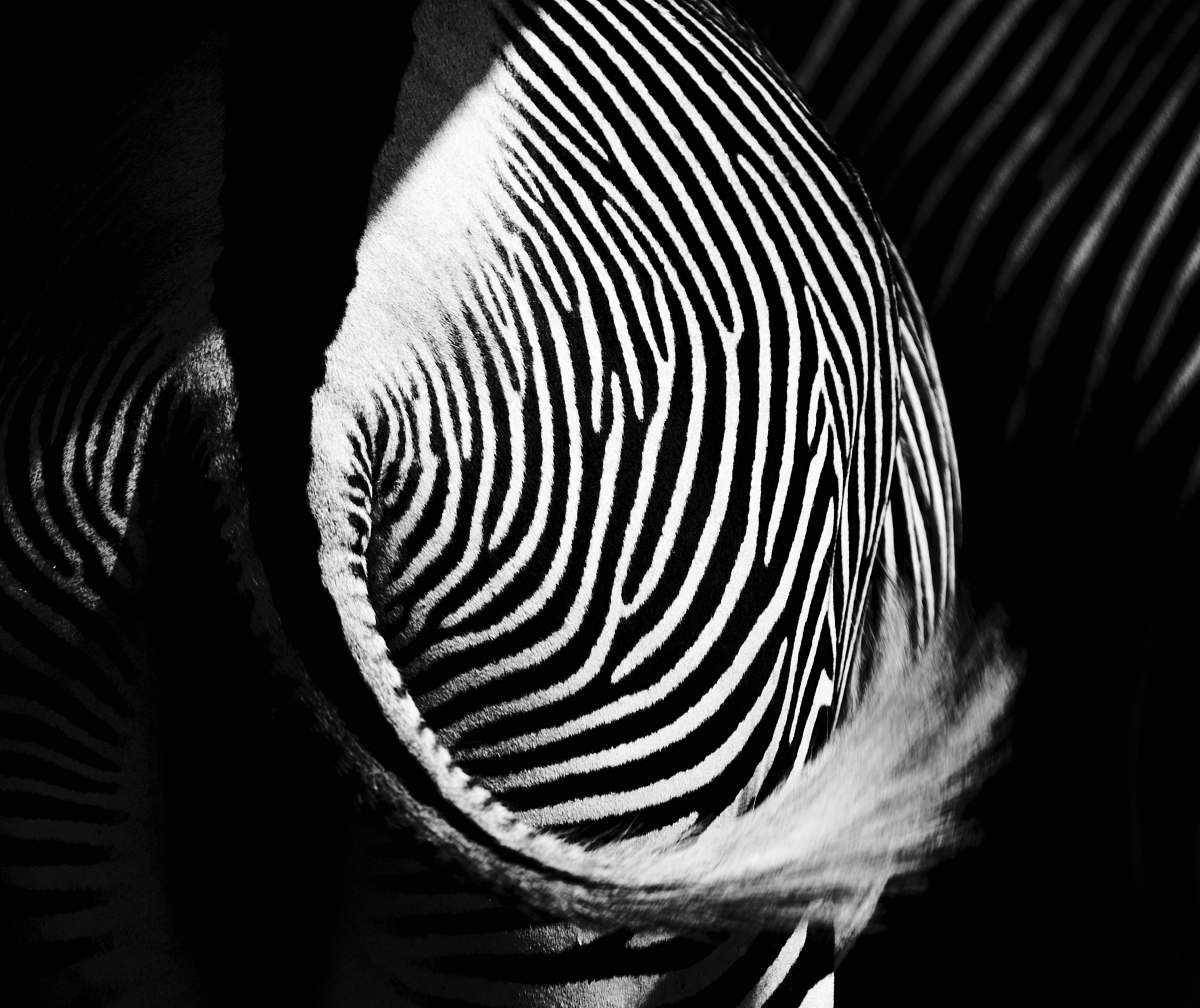 zebra zebra tail zoo salzburg