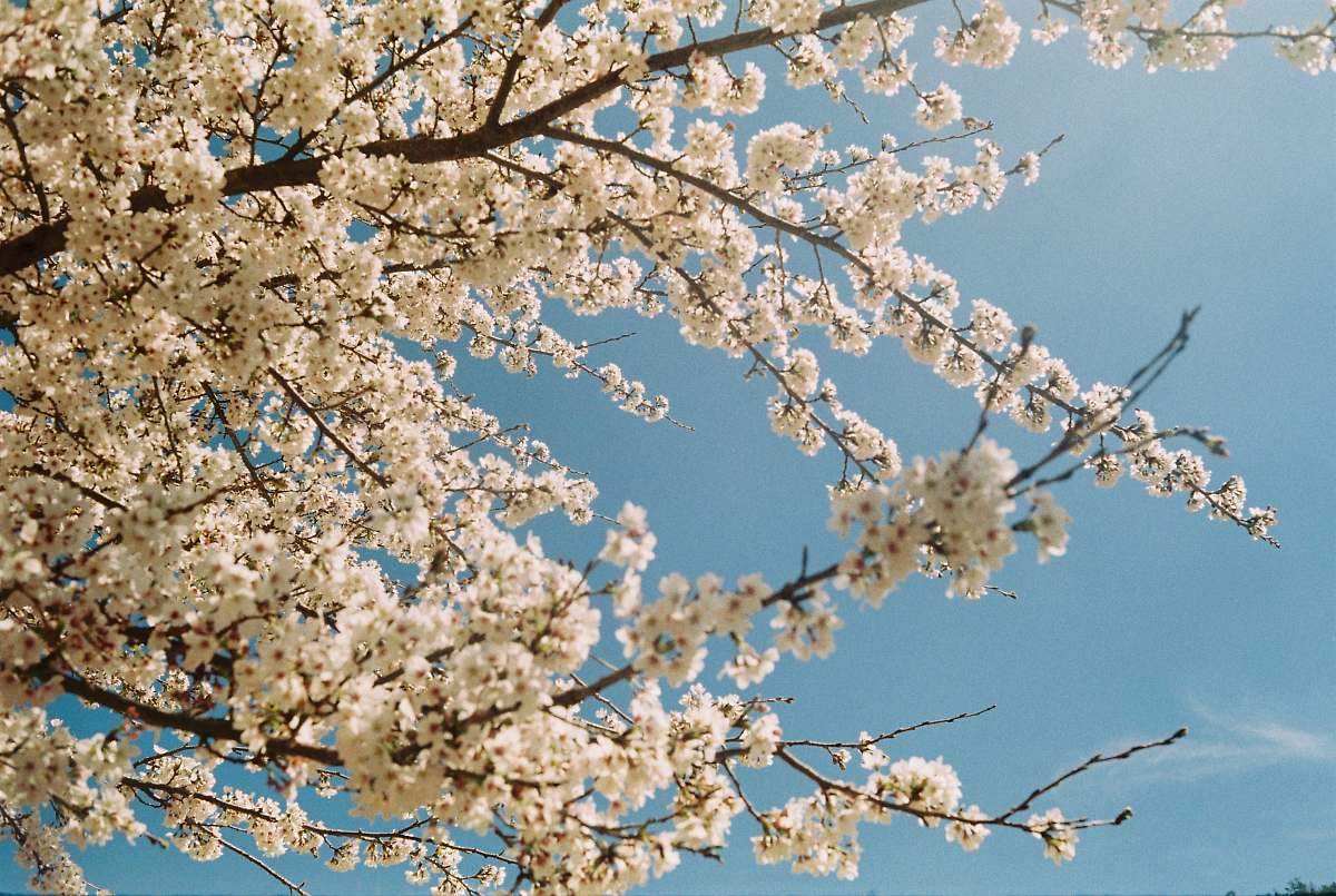 spring cherry blossom under blue sky flora