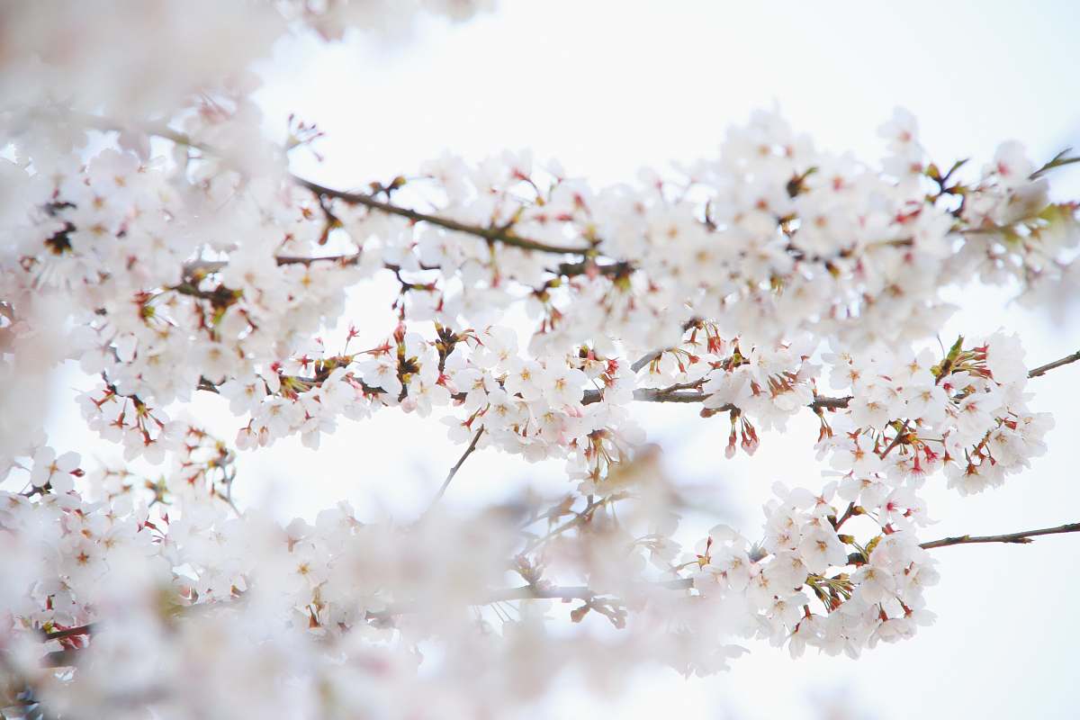 flower closeup photo of a white petaled flowers cherry blossom