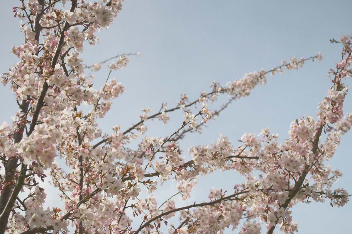 flower low angle view of white cherry blossom tree sky