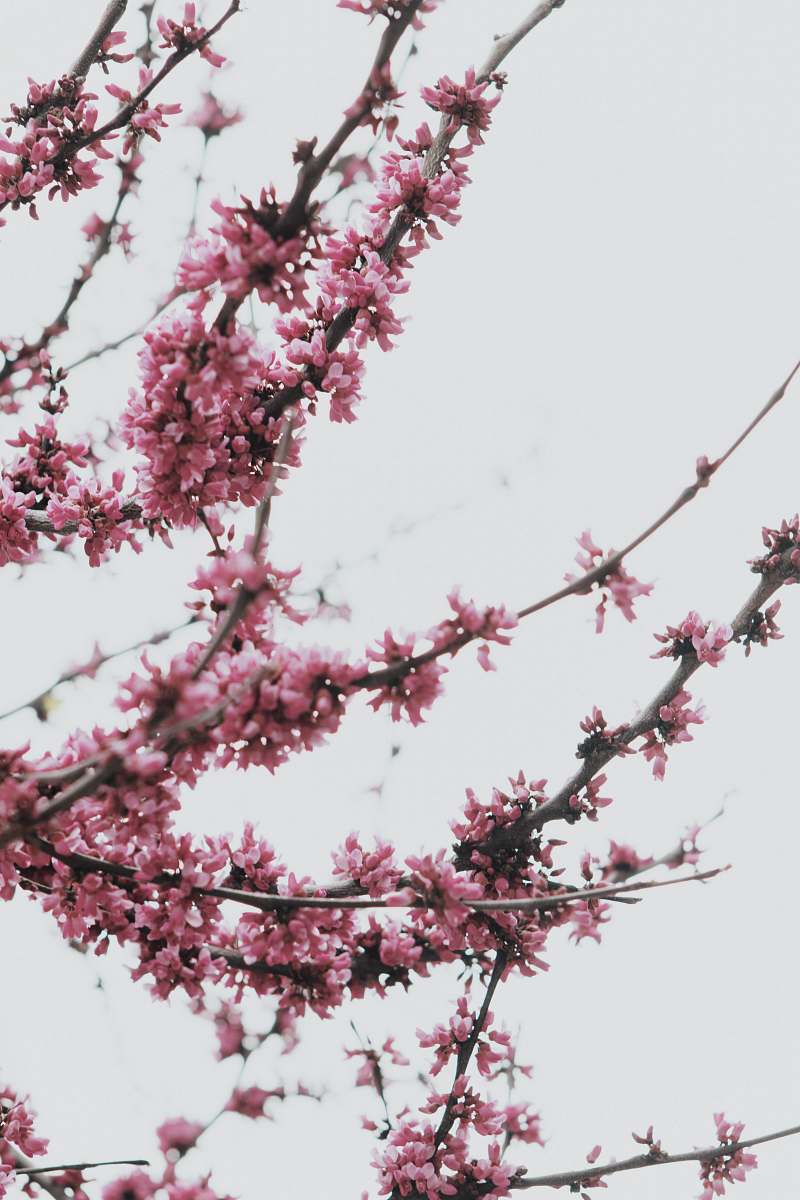 flower pink cherry blossoms tree flora