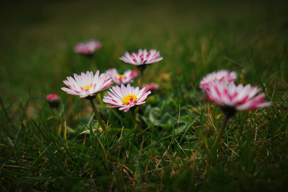 daisies pink cluster flowers during daytime plant