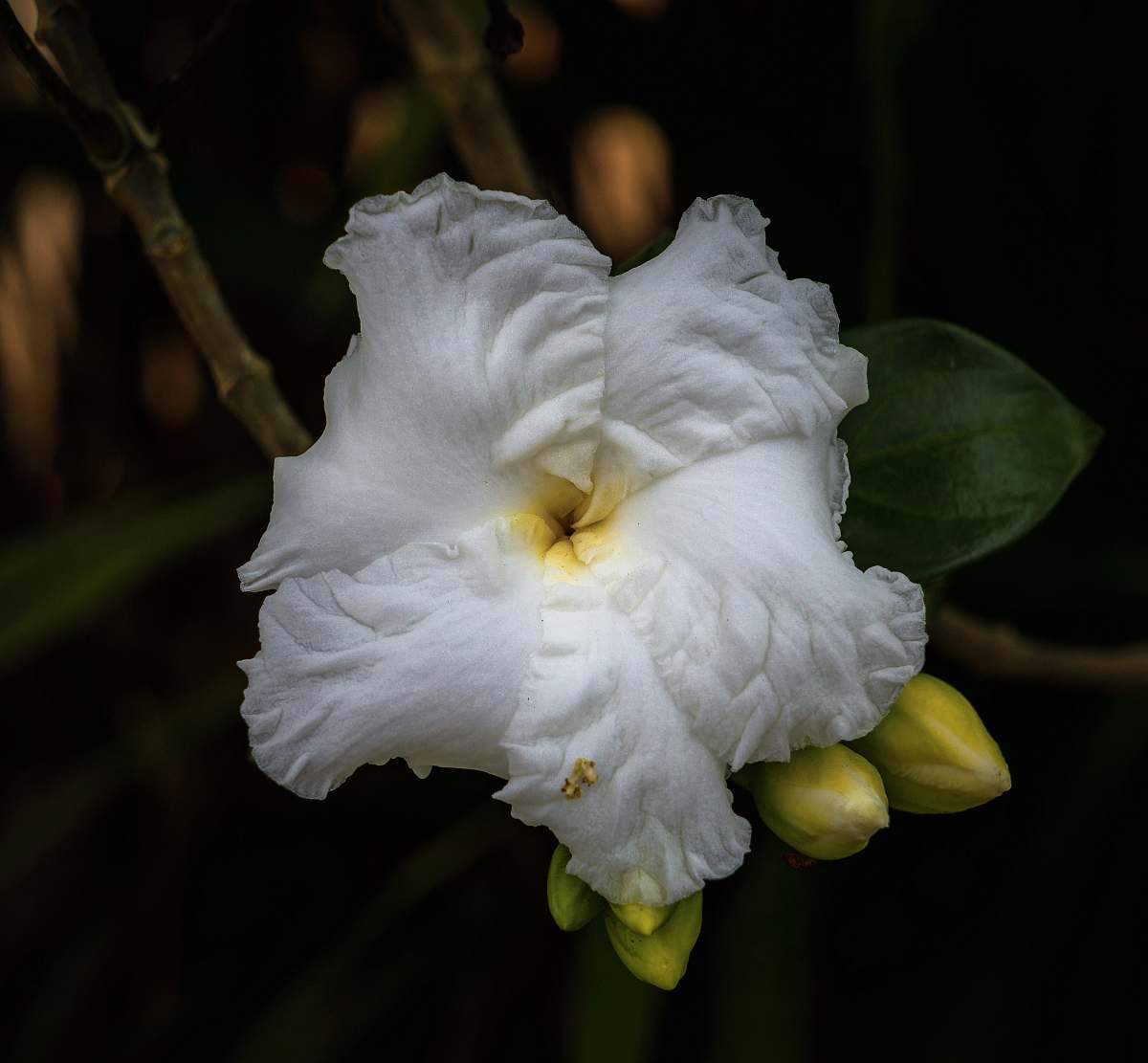 plant selective focus photo of jasmine flower flower