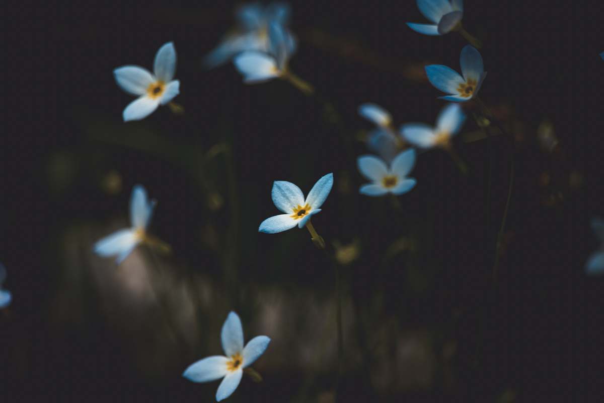 flower shallow focus photography of flowers plant