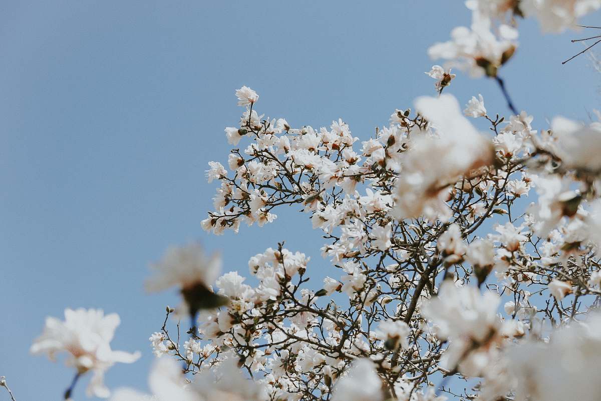 flower tilt shift lens photography of white blossoms branch