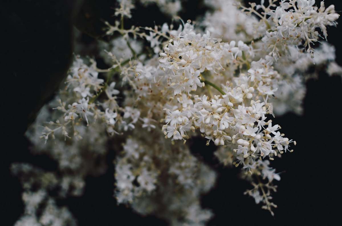 plant white flower flower