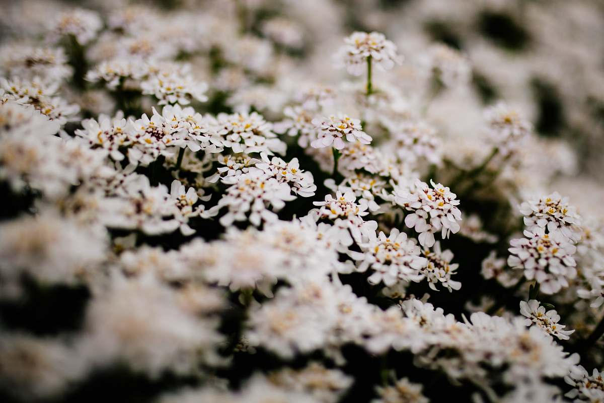 flower white flowers plant