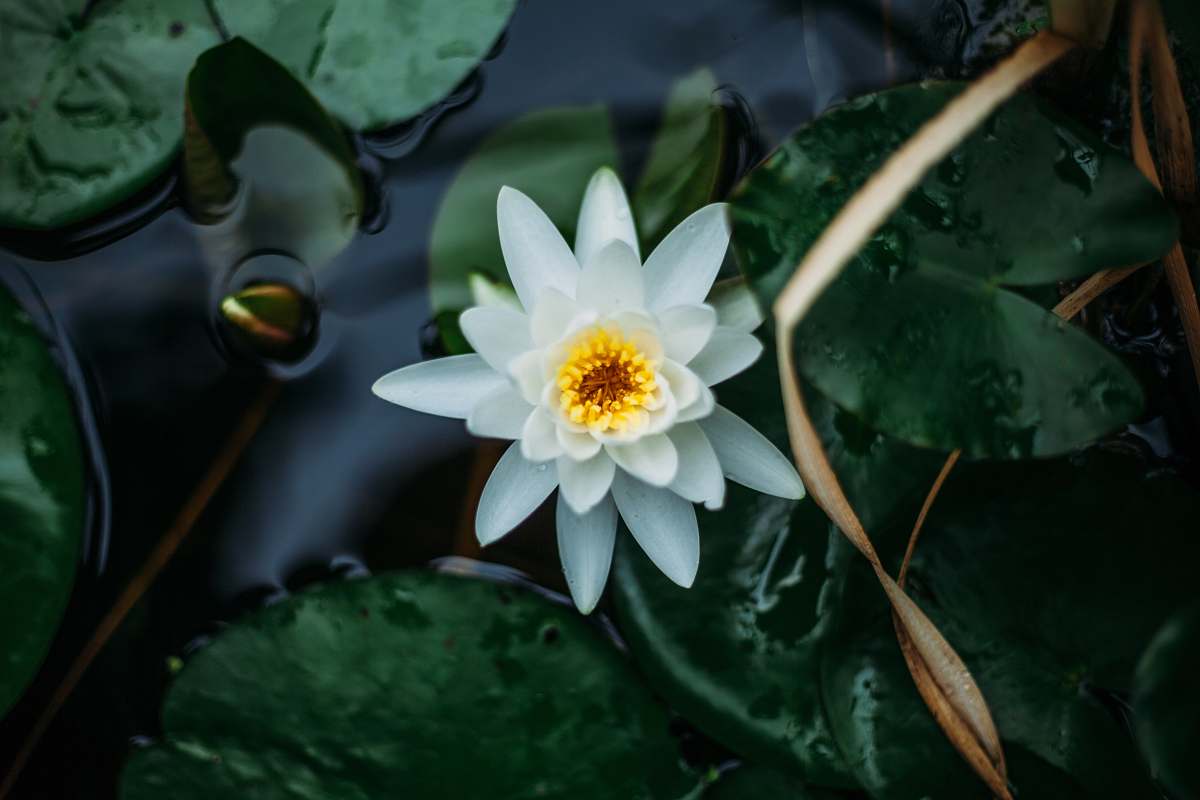 flower white lotus flower and lily pads lily