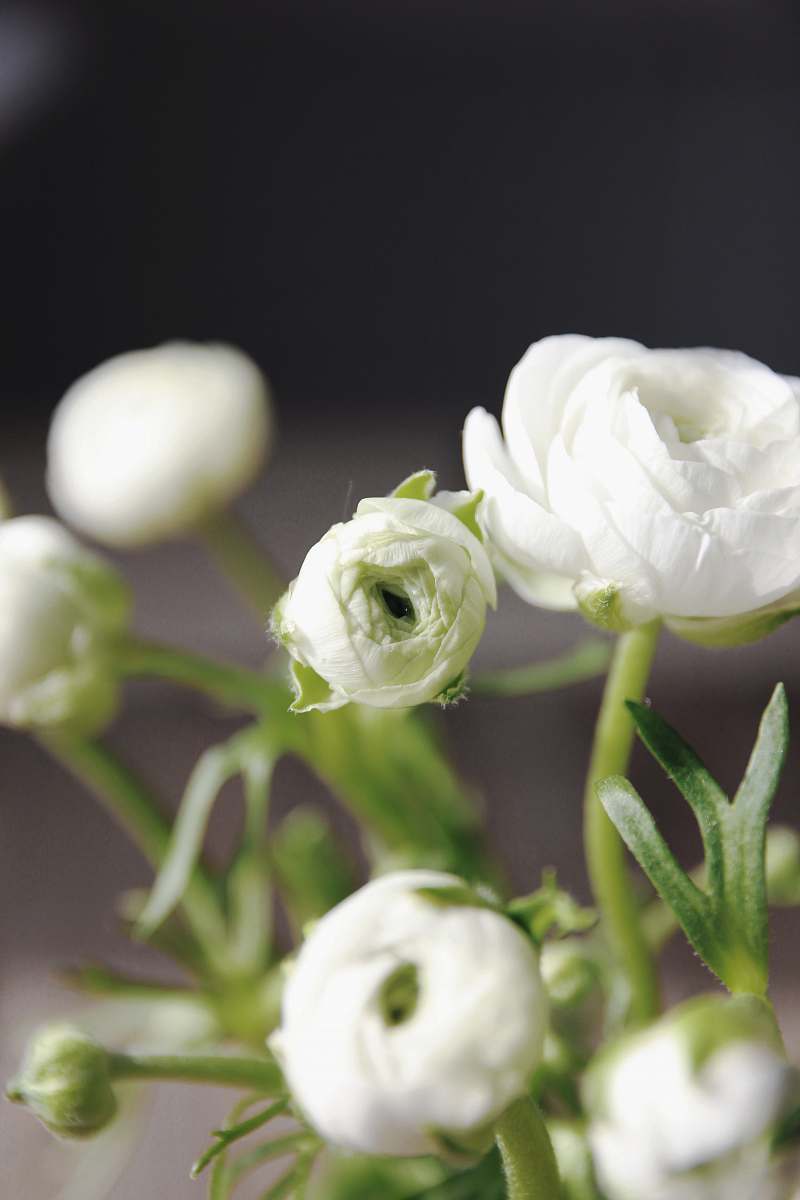 flower white peonies in selective focus photography plant