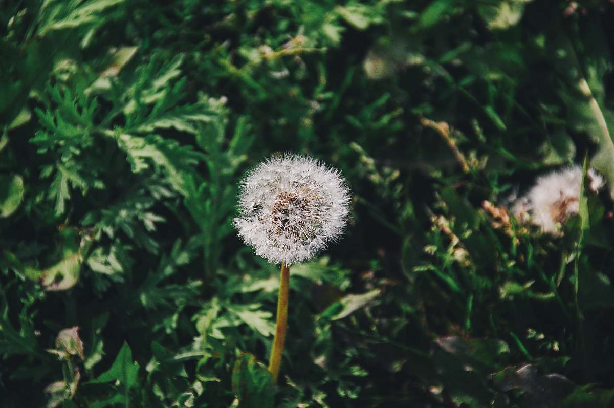 dandelion white petaled flower flora