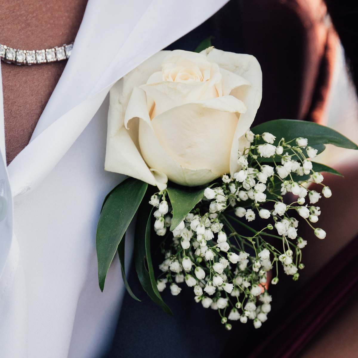 flora white rose closeup photography flower