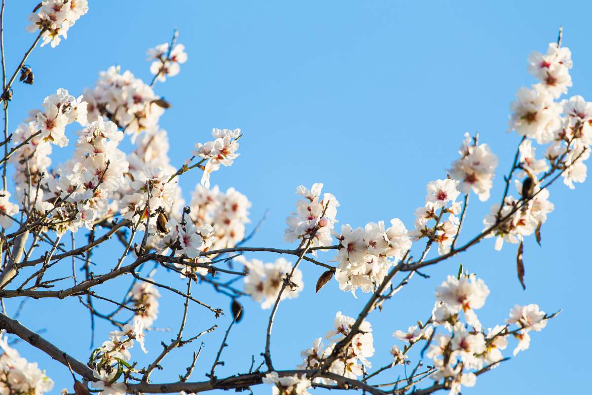 flora worm's eye view photography of cherry blossom tree flower