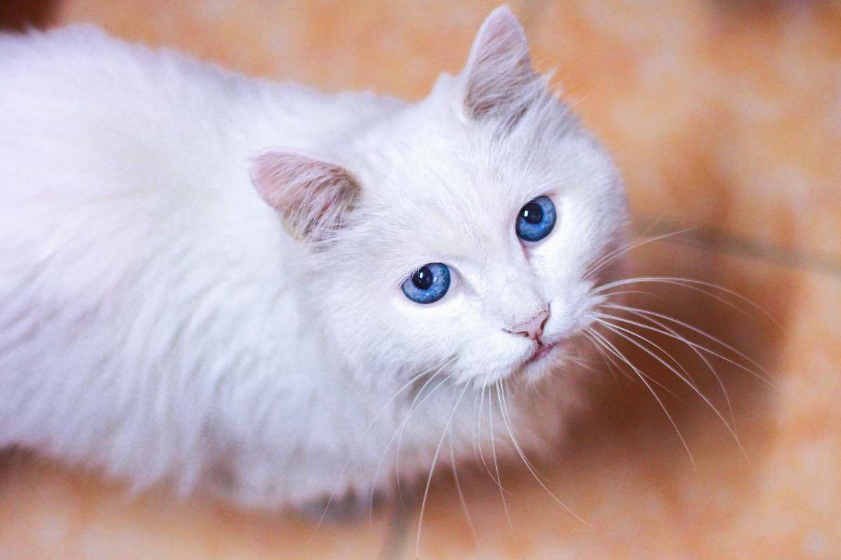 cat closeup photo of white cat on floor pet