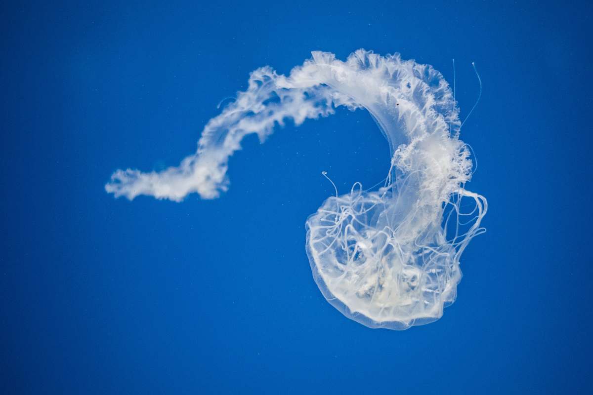 jellyfish jellyfish underwater photography animal