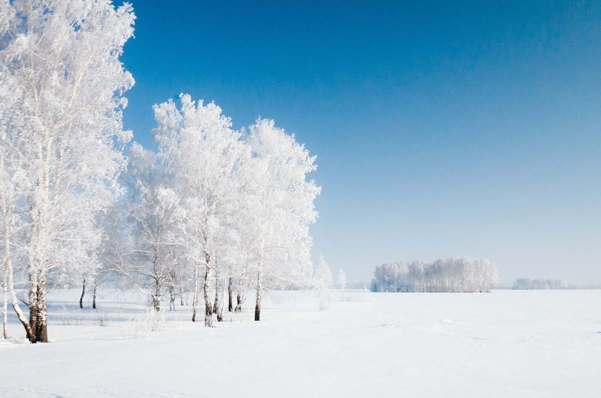 snow photo of bare trees covered with snow altai krai