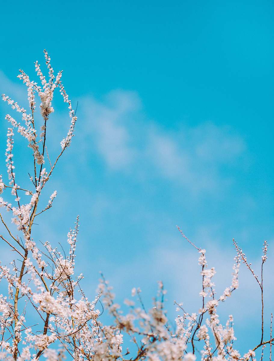 blossom selective focus photography of white flowers spring
