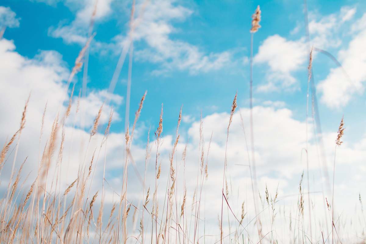 grass wheat field under clouds plant