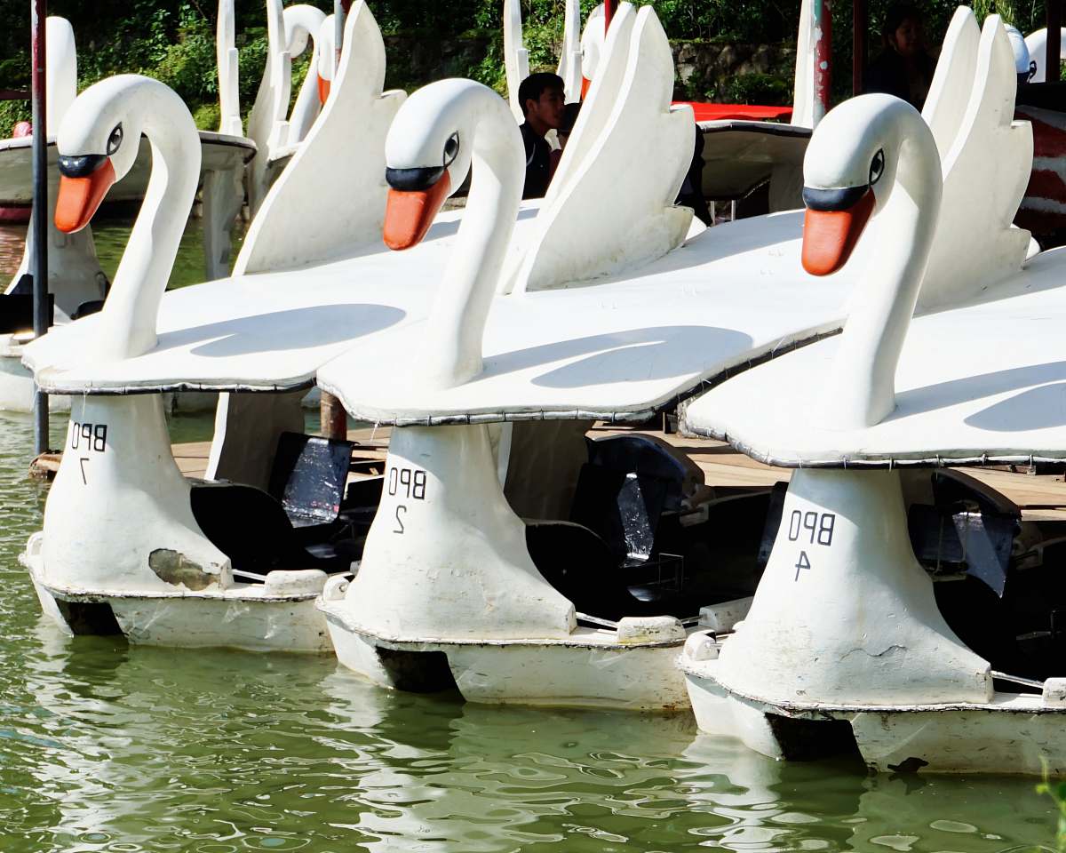 transportation close-up photo of black swam boat on body of water vessel