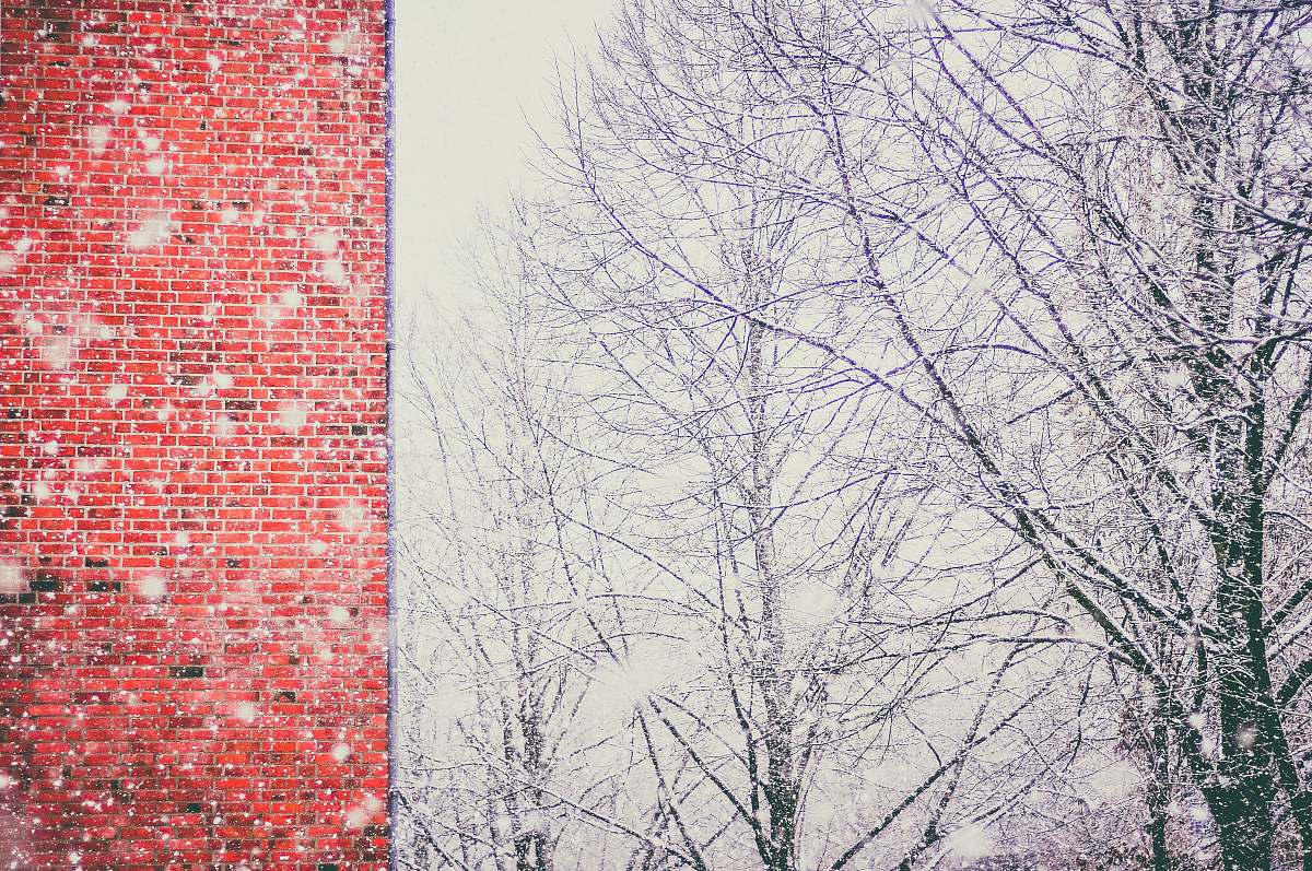 hamburg bare trees covered with snow germany