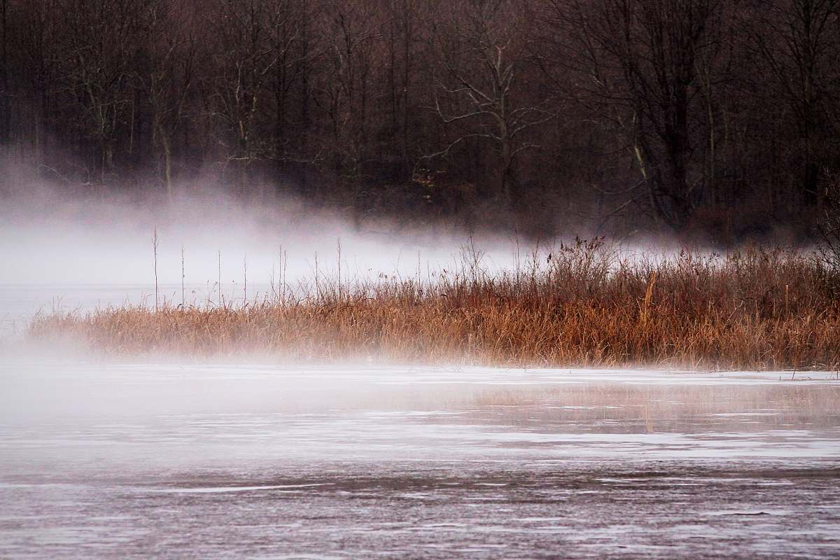 fog body of water grass