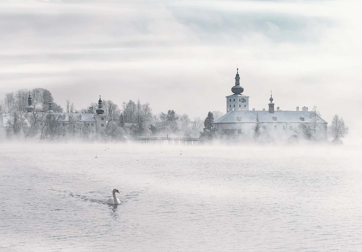 grey swan swimming on body of water gmunden