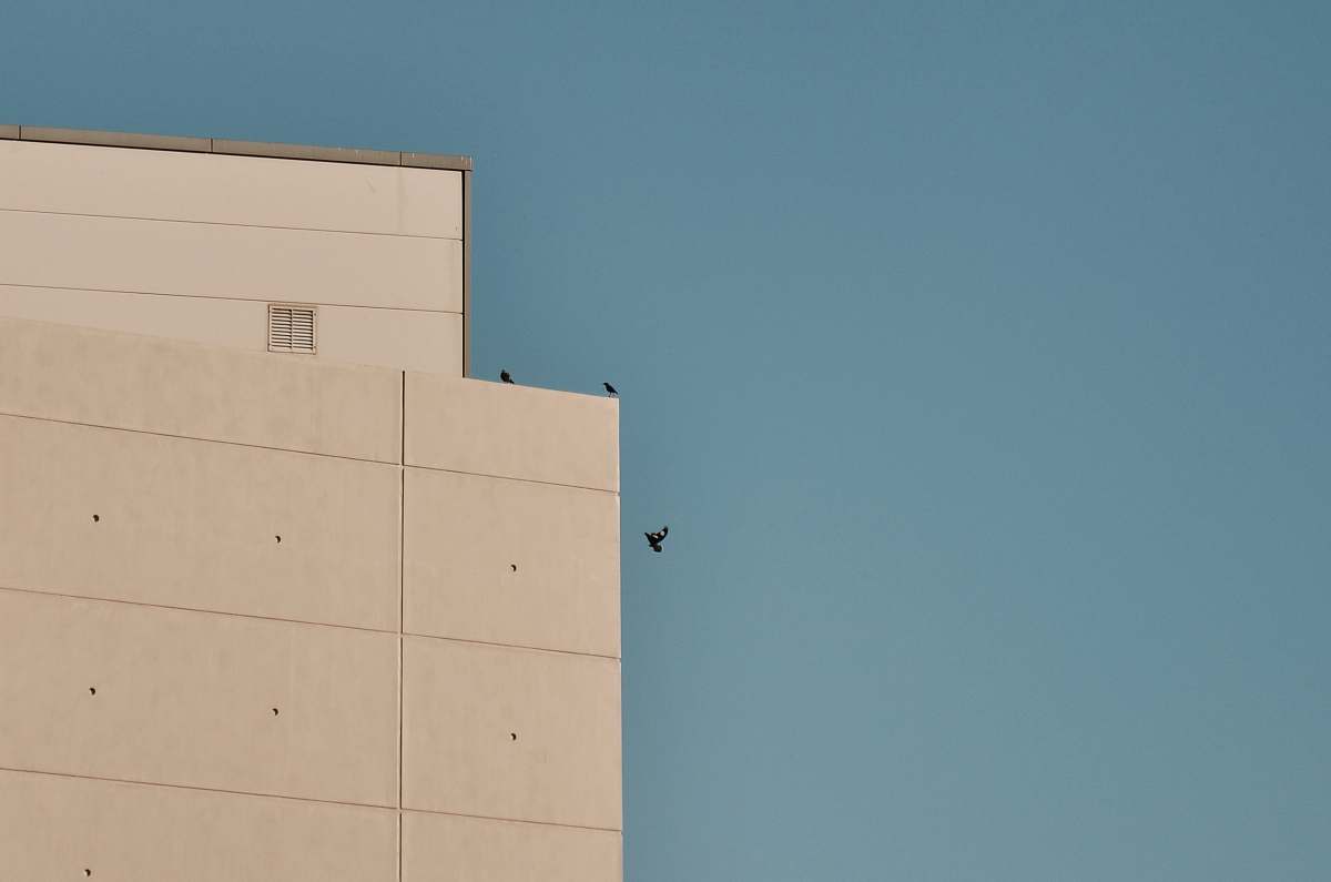 birds three birds beside building city