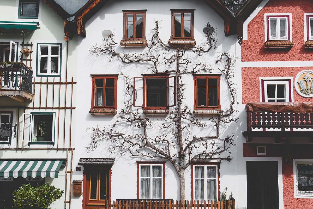 hallstatt white house with tree austria