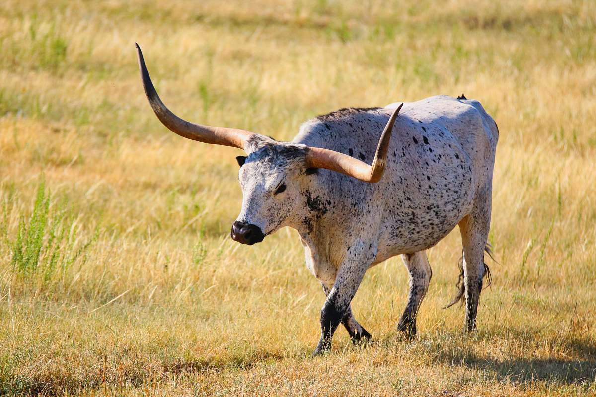 farm gray four legged animal on green grass field field