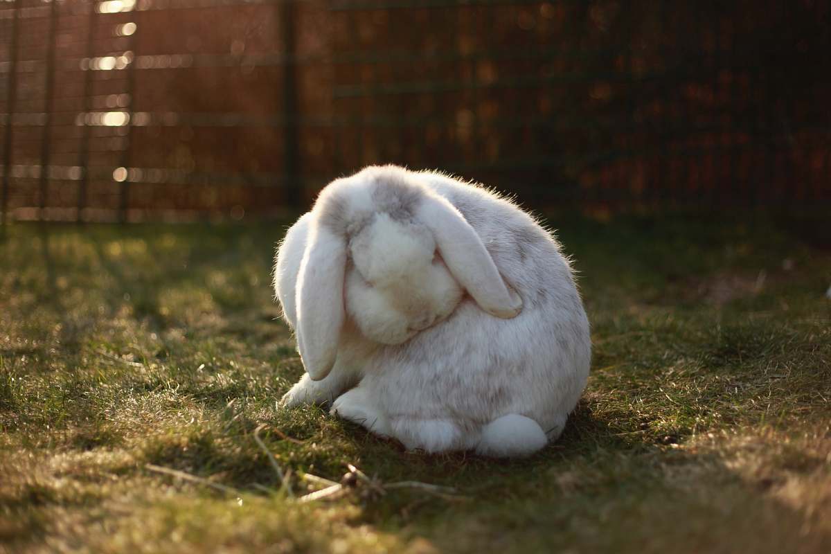 rabbit white rabbit on lawn animal