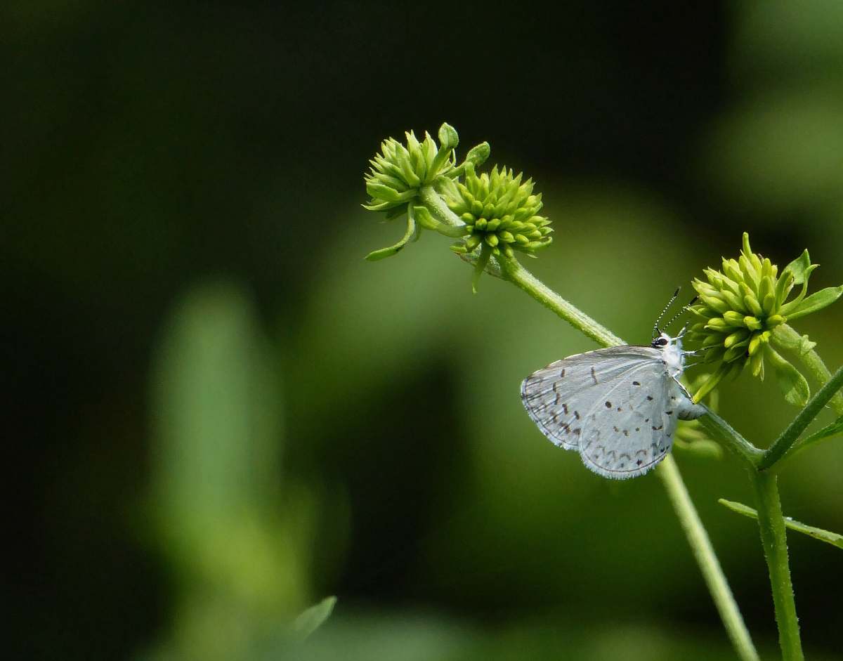 plant macro photography of white butterfly hanging on green plant insect
