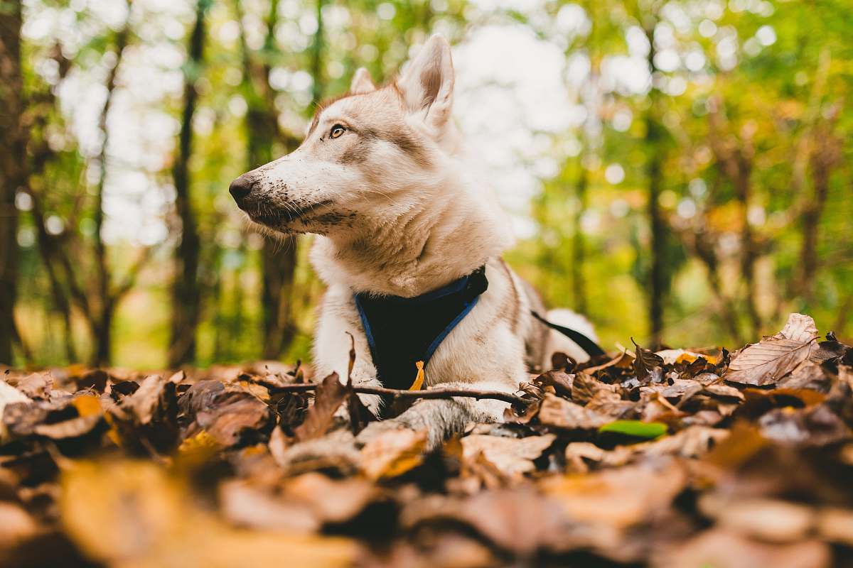 dog closeup photo of white dog on withered leaves pet