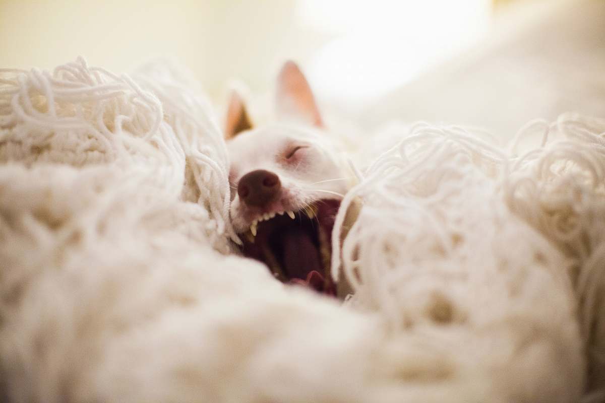 dog dog yawning pet