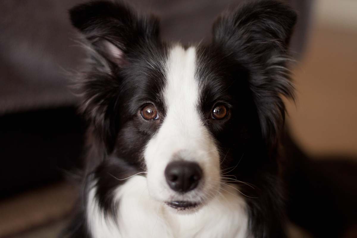 dog long-coated white and black dog closeup photo collie